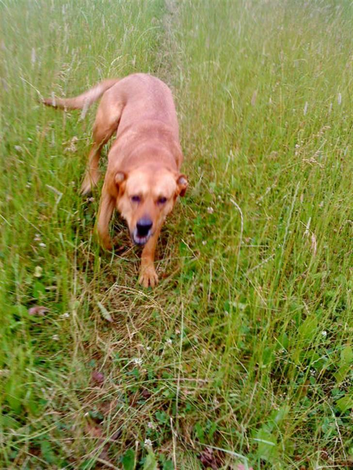 Rhodesian ridgeback Markus | Min Fars | billede 20