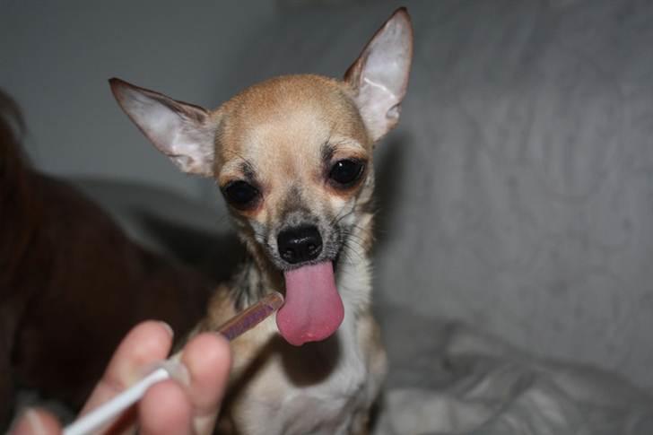 Chihuahua '~'Bailey'~' (Basse mand) - Det smager lidt godt det her Lakse Olie:O)) billede 15