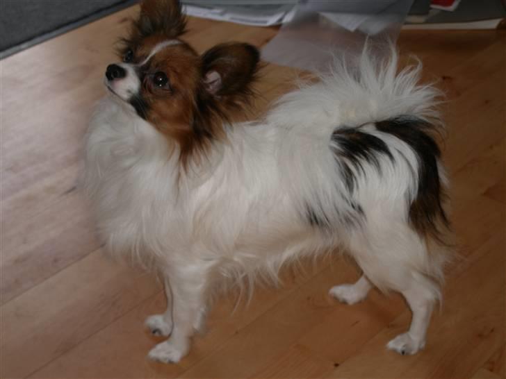 Papillon High Fly Zibo billede 8