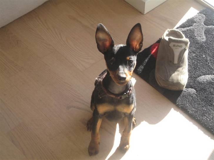 Dvaergpinscher Vedhauge Nicholaj  billede 9