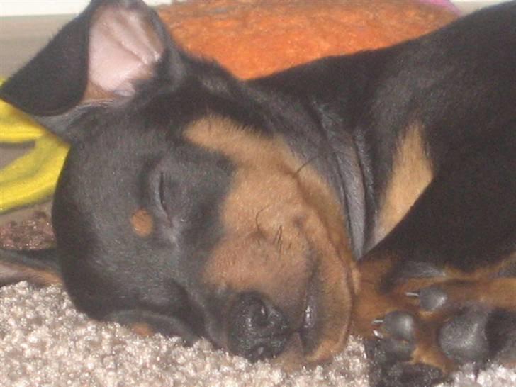 Dvaergpinscher Vedhauge Nicholaj  billede 10