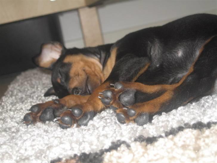 Dvaergpinscher Vedhauge Nicholaj  billede 11