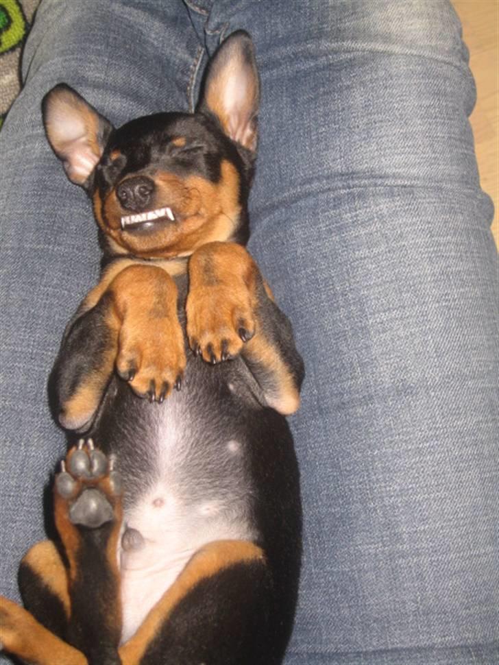 Dvaergpinscher Vedhauge Nicholaj  billede 12