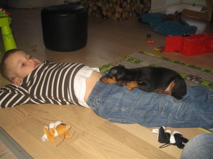 Dvaergpinscher Vedhauge Nicholaj  billede 13