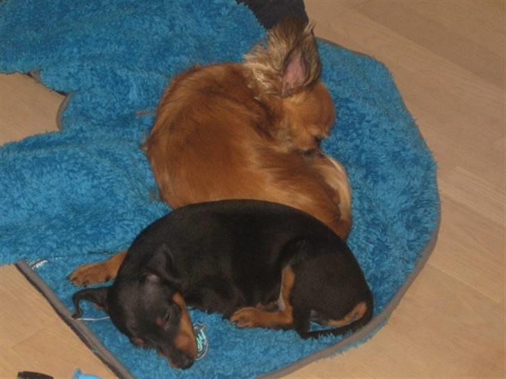 Dvaergpinscher Vedhauge Nicholaj  billede 14