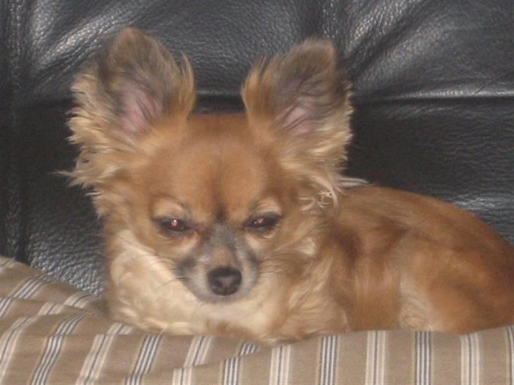 Chihuahua Daisy billede 20