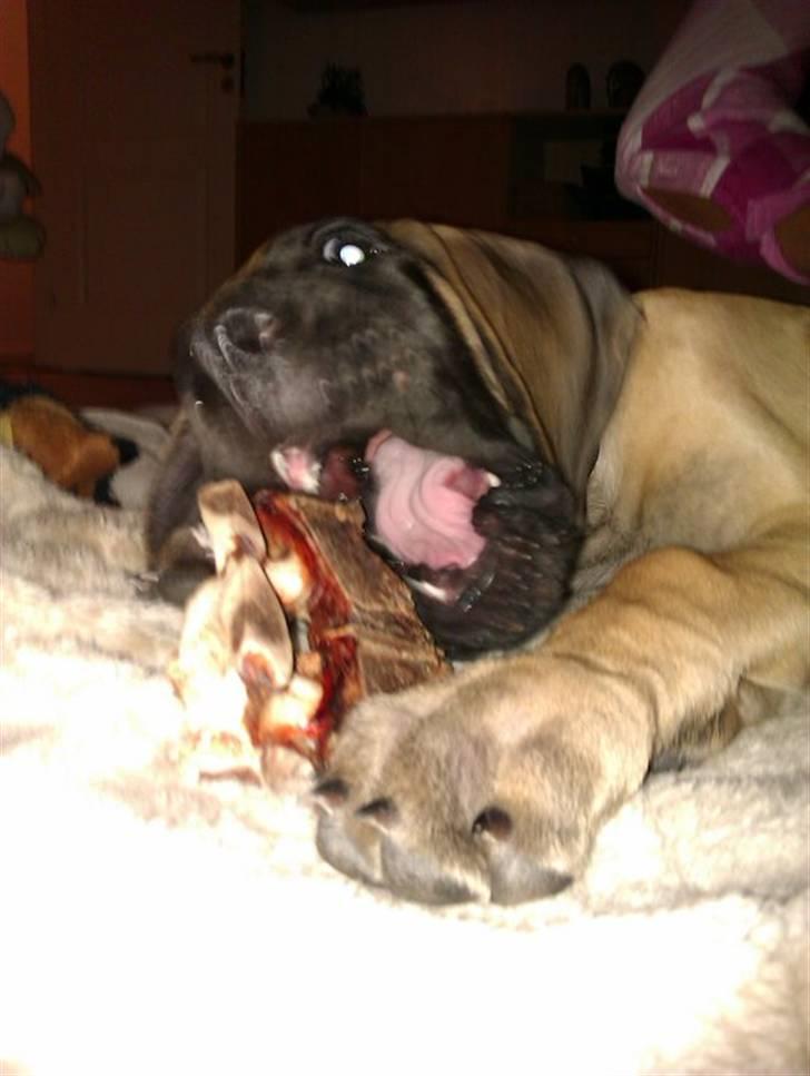 Grand danois Bounty "Hunter" - Ååårh det er virkelig lækkert.... billede 11