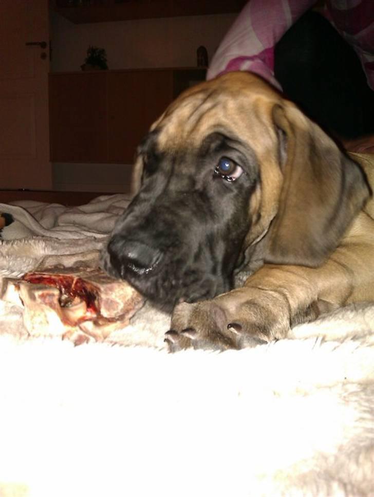 Grand danois Bounty "Hunter" - Uhm ben! billede 12