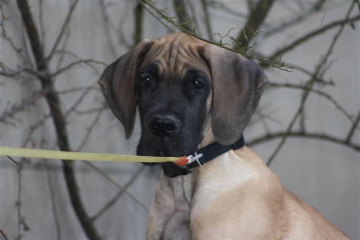 Grand danois Bounty "Hunter" - Se hvor stor jeg er ved at blive :) billede 13