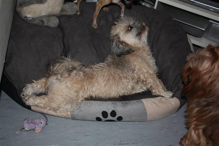 Lhasa apso '~'Emmi'~' 4 år - Jeg vil have min duft igen:O)) billede 13