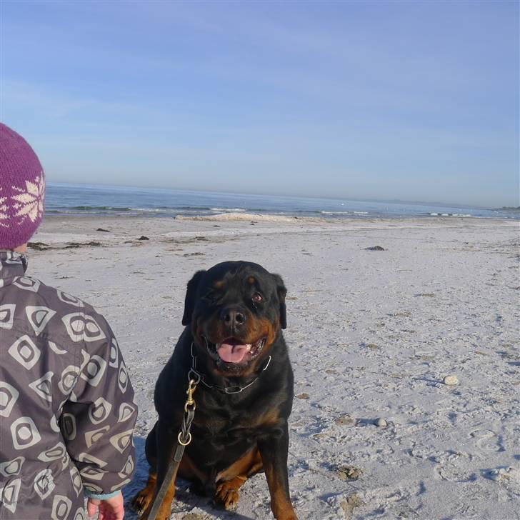 Rottweiler Vom Hause Wennora- Aslan  - en søndag ved stranden billede 16