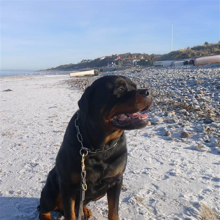 Rottweiler Vom Hause Wennora- Aslan  - en søndag ved stranden billede 17