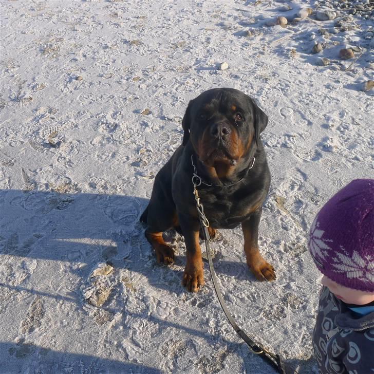 Rottweiler Vom Hause Wennora- Aslan  - en søndag ved stranden billede 18