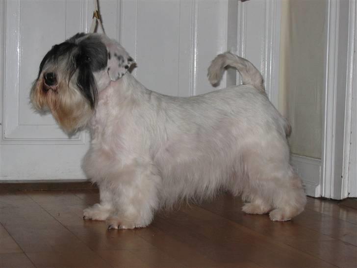 Sealyham terrier Sojus Ladybird - Sojus Ladybird (Clara) 20 mdr billede 2