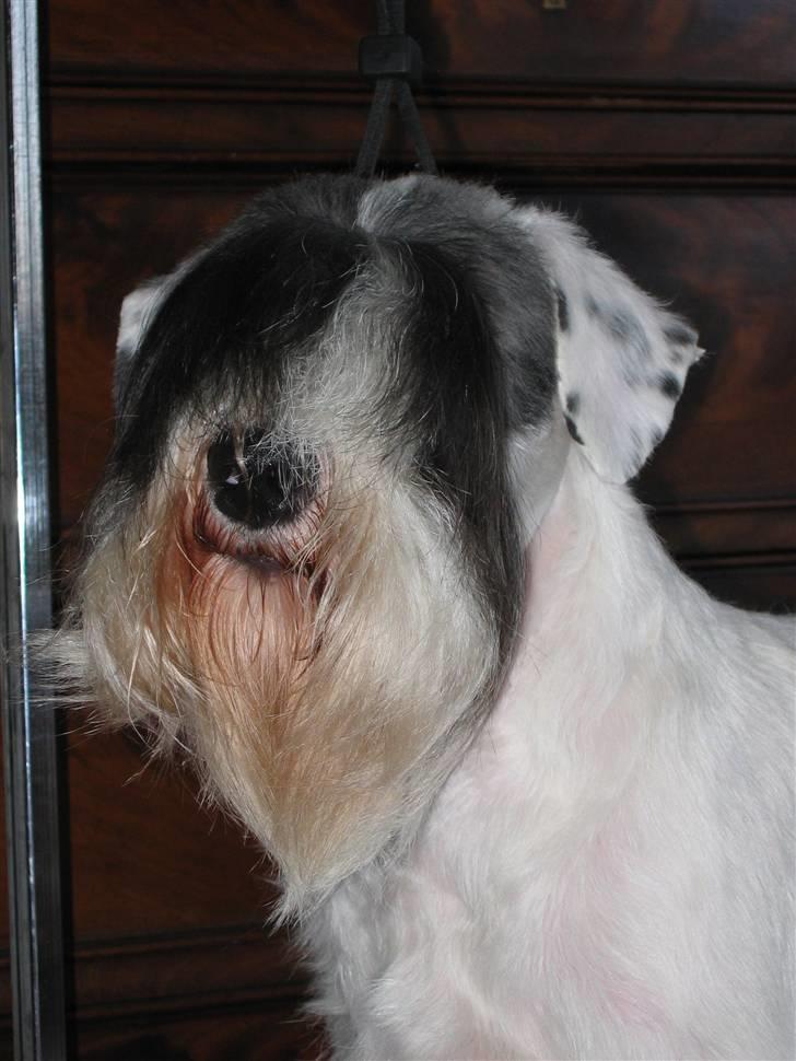 Sealyham terrier Sojus Ladybird - Sojus Ladybird 20 mdr billede 3