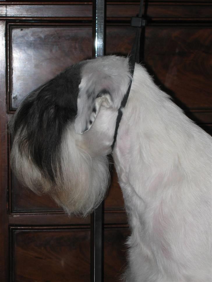 Sealyham terrier Sojus Ladybird - Sojus Ladybird 20 mdr billede 4