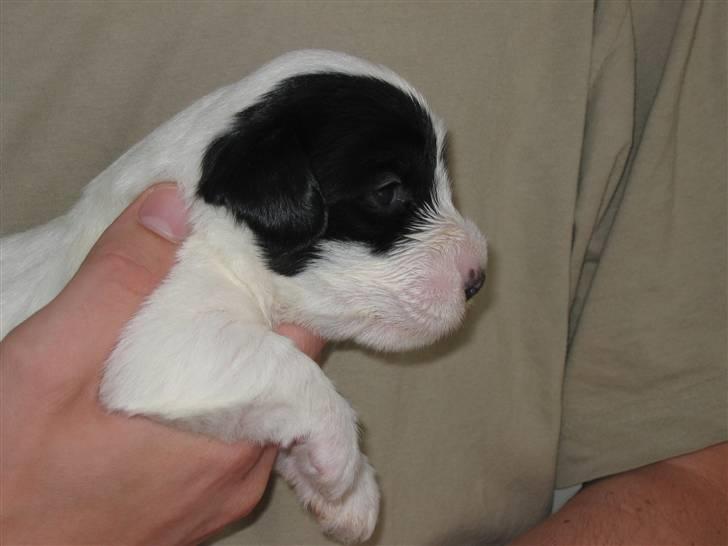 Sealyham terrier Sojus Ladybird - Sojus Lady Sunshine (Ladybird´s mor) 3 uger billede 5
