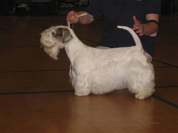 Sealyham terrier Axantias Rex Rapid Of Wer - Axantias Rex Rapid Of Werweise (Magnus) billede 1
