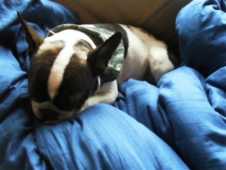 Fransk bulldog Fie billede 9