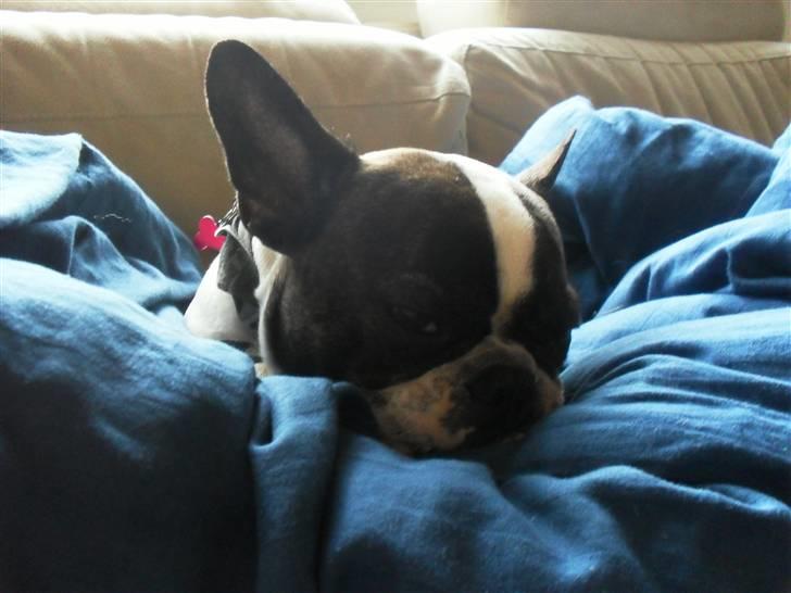 Fransk bulldog Fie billede 4