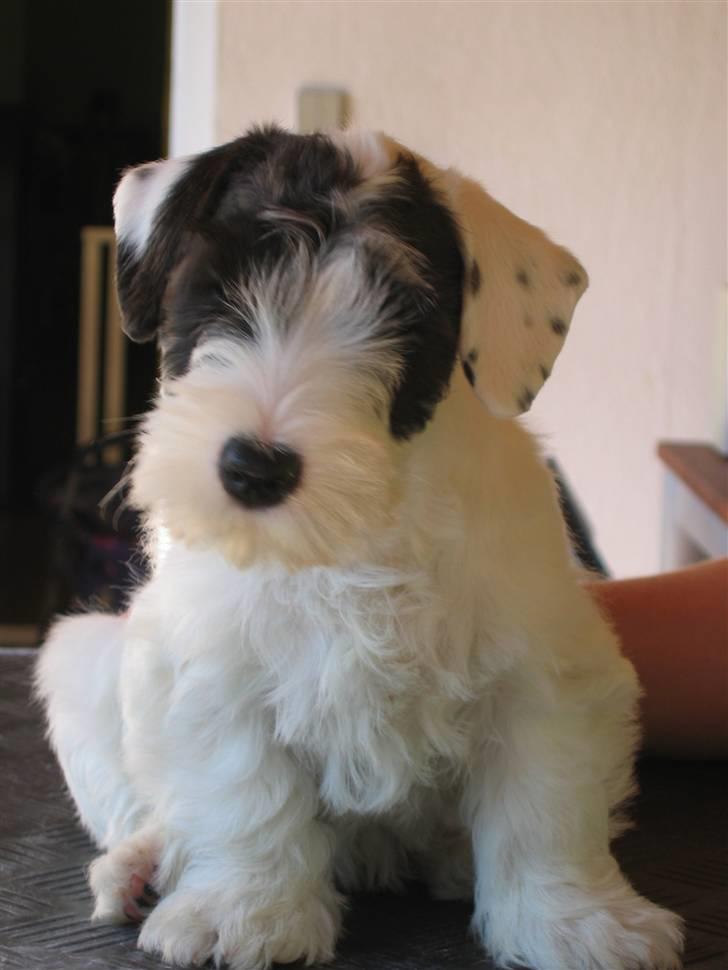 Sealyham terrier Sojus Ladybird - Sojus Ladybird 4 mdr billede 6