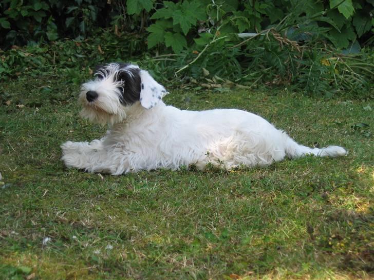 Sealyham terrier Sojus Ladybird - Sojus Ladybird 4 mdr billede 7