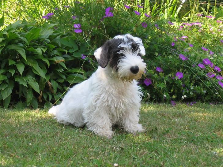 Sealyham terrier Sojus Ladybird - Sojus Ladybird 4 mdr billede 8