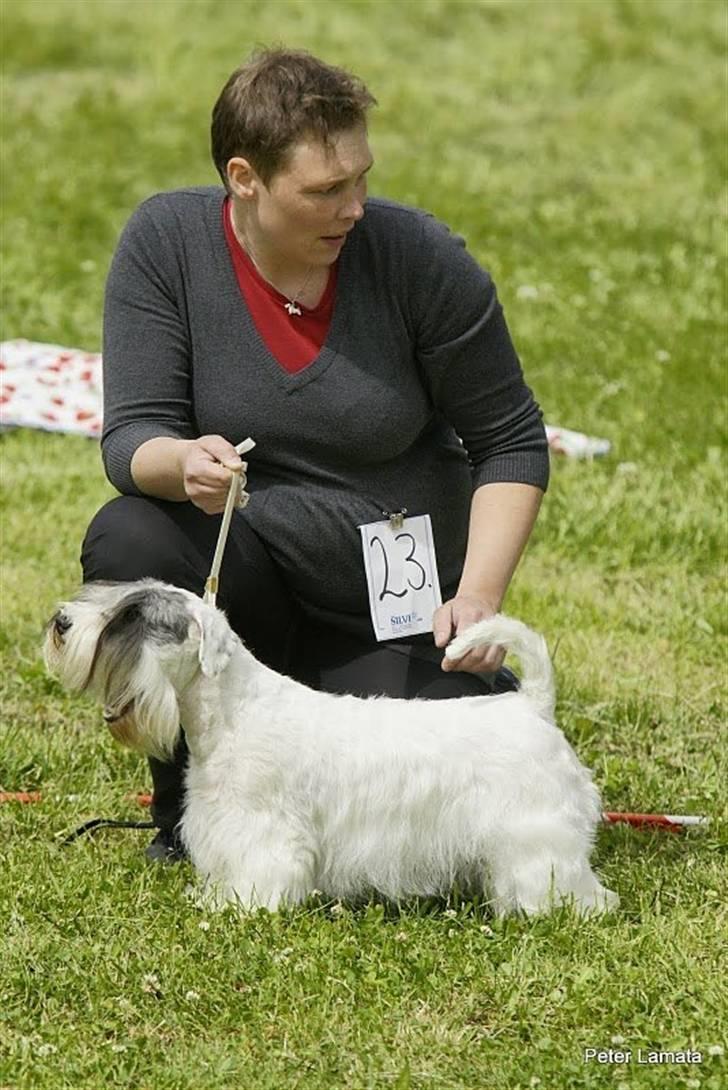 Sealyham terrier Sojus Ladybird - Sojus Ladybird 14 mdr billede 9