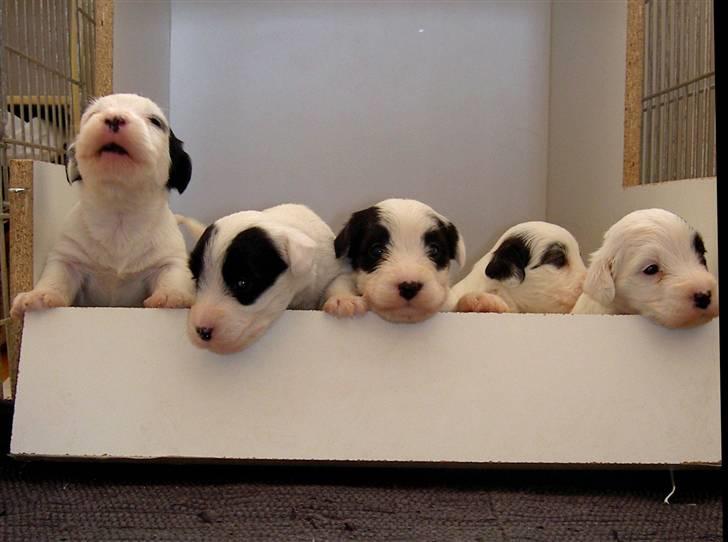 Sealyham terrier Sojus Ladybird - Sojus Firefly, Earlybird, Ladybird, Spotlight, Highflyer billede 10