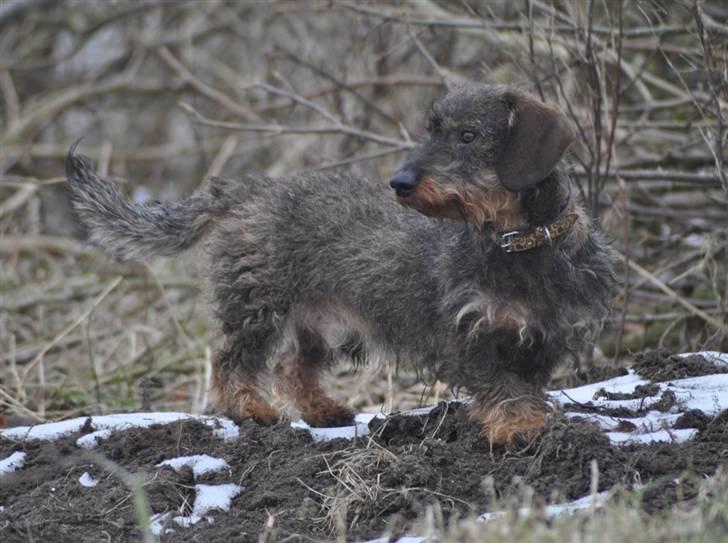 Gravhund Kong Albert  - 3-3 2011 billede 11