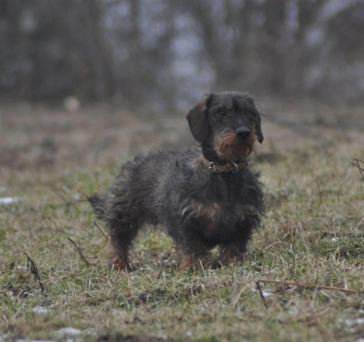 Gravhund Kong Albert  - 3-3 2011 billede 12