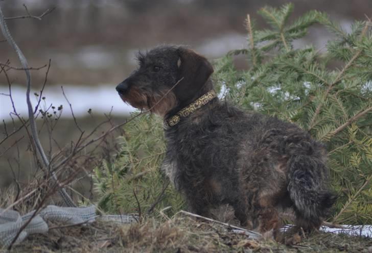 Gravhund Kong Albert  - 3-3 2011 billede 13