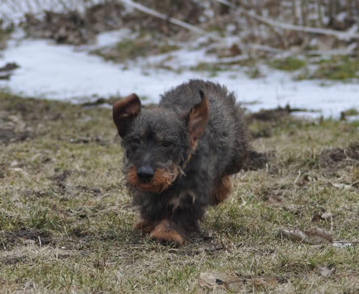 Gravhund Kong Albert  - 3-3 2011 billede 14