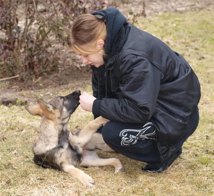 Schæferhund Tamhøjs Jamie - Vi 2 sammen kan vi alt billede 17