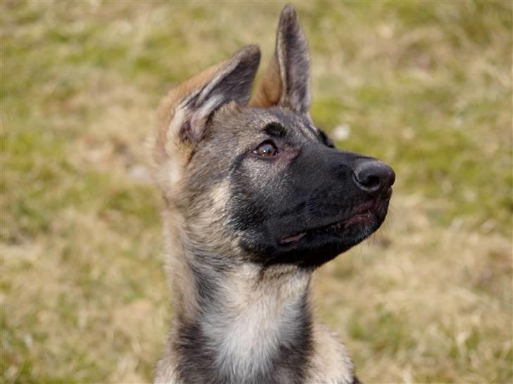 Schæferhund Tamhøjs Jamie billede 6