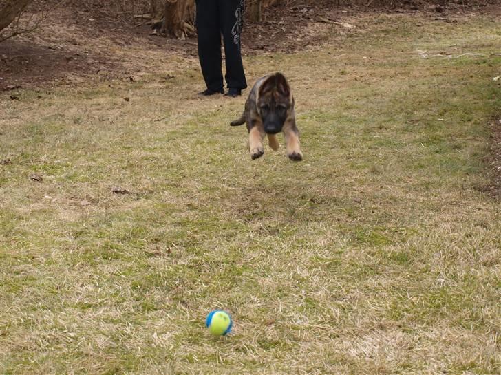 Schæferhund Tamhøjs Jamie - I believe I can fly;) billede 18