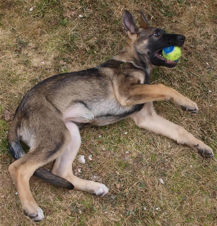 Schæferhund Tamhøjs Jamie - Der er bare intet så godt som en bold billede 19