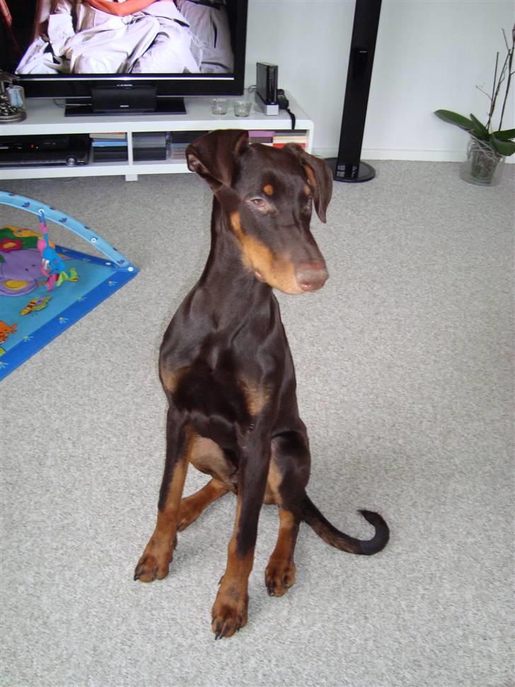 Dobermann Kejser *R.I.P* - Kejser 6 ½ måned .. billede 18