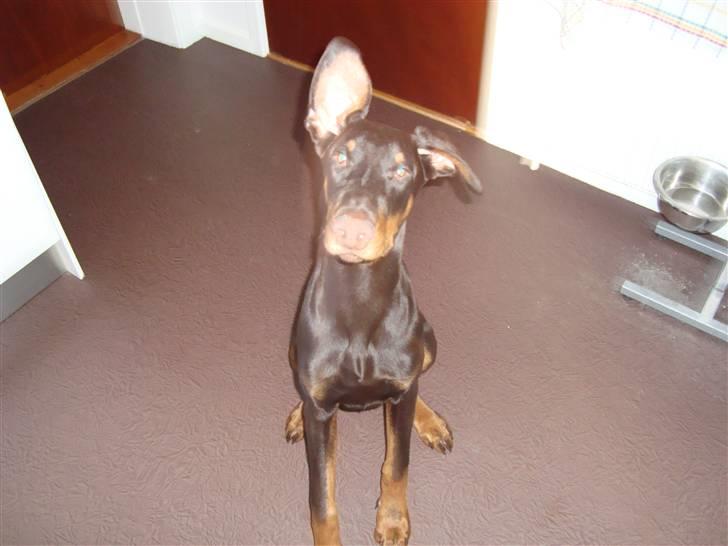 Dobermann Kejser *R.I.P* billede 19