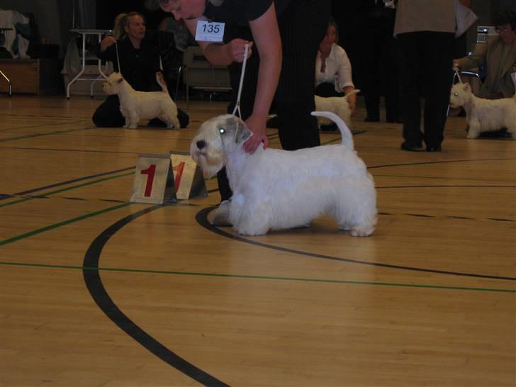 Sealyham terrier Axantias Rex Rapid Of Wer billede 2