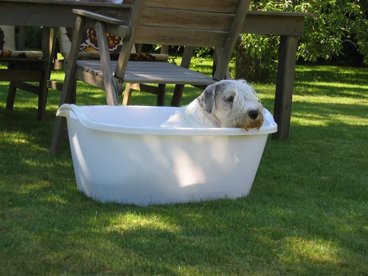 Sealyham terrier Axantias Rex Rapid Of Wer billede 3