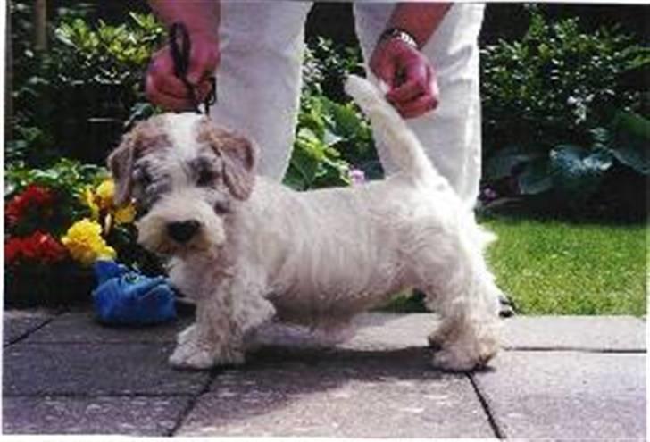 Sealyham terrier Axantias Rex Rapid Of Wer billede 4