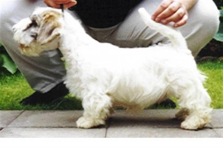 Sealyham terrier Axantias Rex Rapid Of Wer billede 5