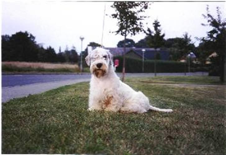 Sealyham terrier Axantias Rex Rapid Of Wer billede 6