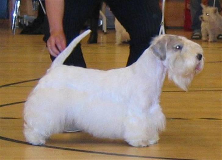 Sealyham terrier Axantias Rex Rapid Of Wer billede 7