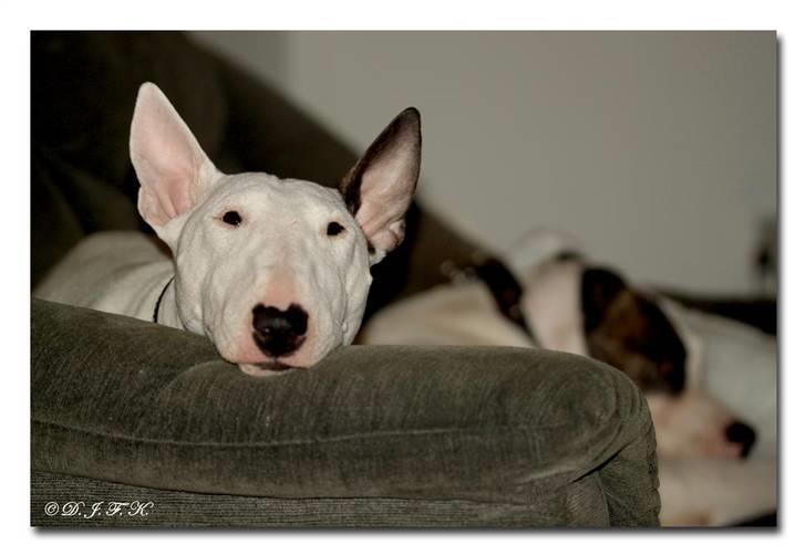 Bullterrier Lulu *himmelhund* billede 8