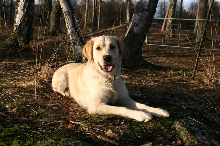 Golden retriever Aya billede 14