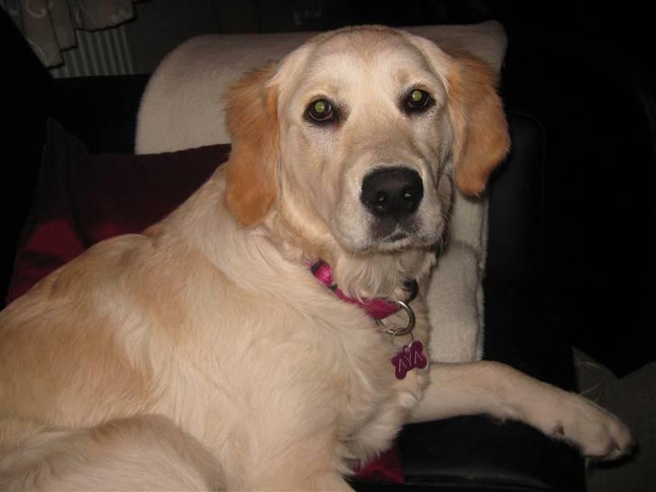 Golden retriever Aya billede 15