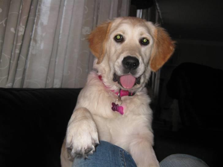 Golden retriever Aya billede 16