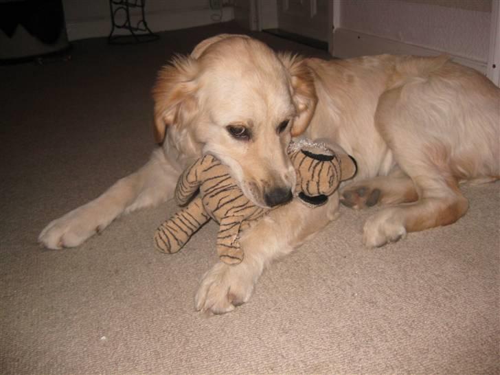 Golden retriever Aya billede 17